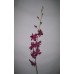 Dendrobium - Vasana Red